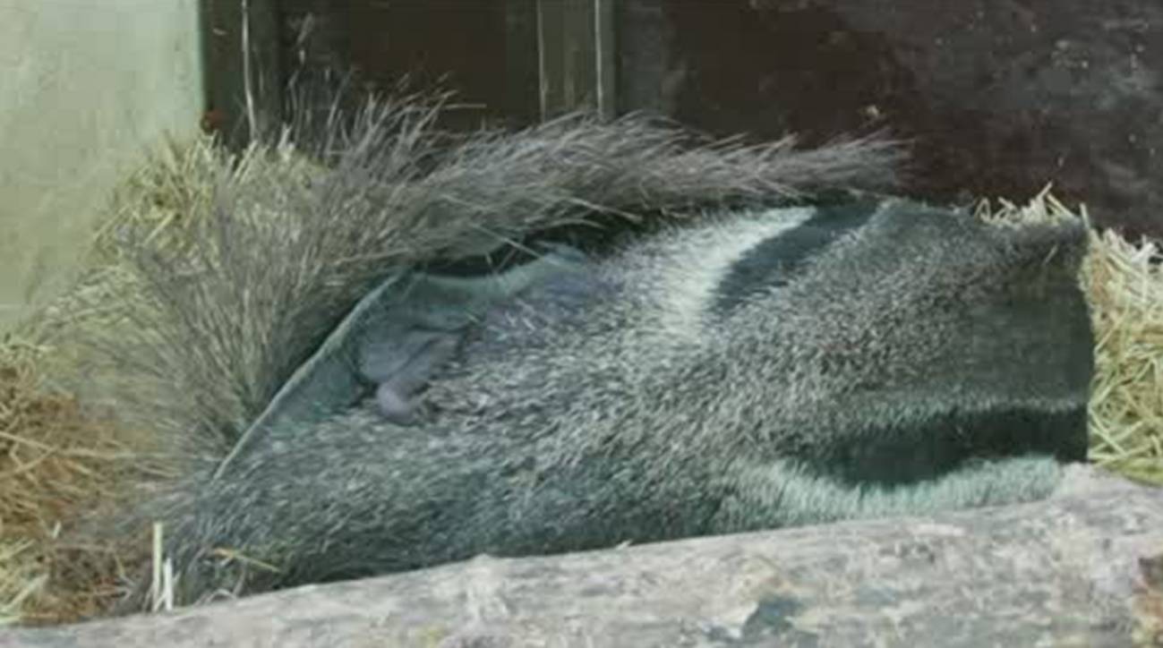 Nace una cría de oso hormiguero en el Zoo de Madrid. 