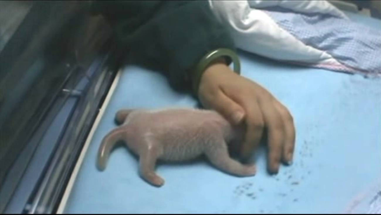 Nace una cría de oso panda gigante en el Zoo de Madrid