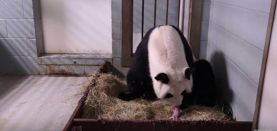 Nacen dos gemelos de panda 