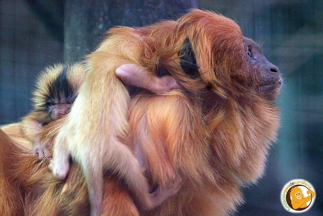 Nacen dos primates de la especie tití dorado en el zoo de Santillana del Mar