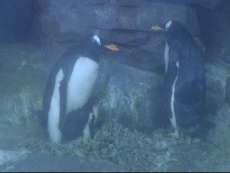  Nacen en el Oceanográfico 4 pingüinos de Papúa y 5 leones marinos