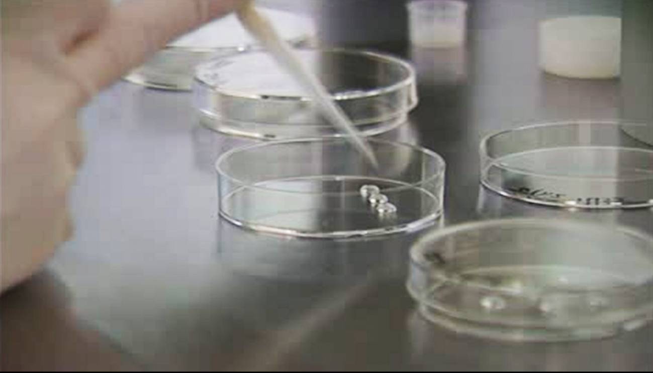 Nacen gemelos sin predisposición al cáncer de colon