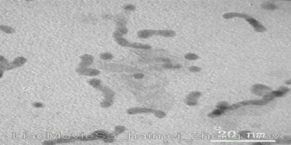 Nanocristales creciendo en líquidos