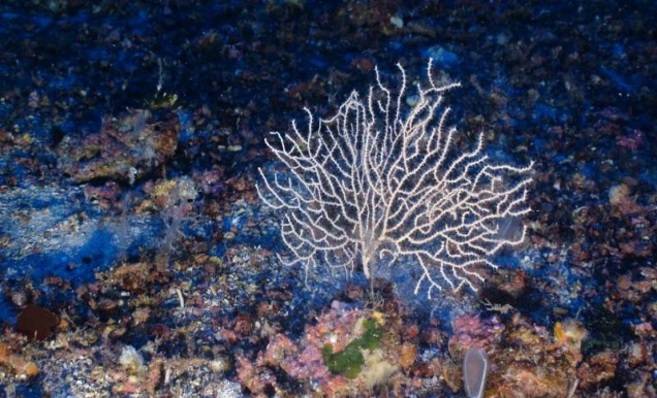 Gorgonia blanca (Eunicella verrucosa). / OCEANA