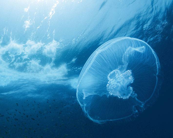 ‘Océanos’, los secretos de las criaturas del mar
