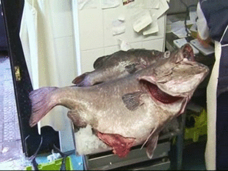 Pescan un mero de 70 kilos