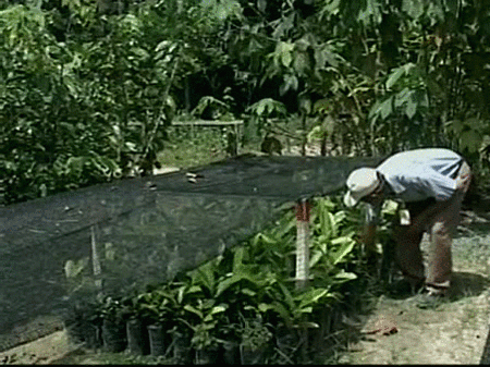  Peter Reich, Premio Fundación BBVA Fronteras del Conocimiento de Ecología y Biología de la Conservación
