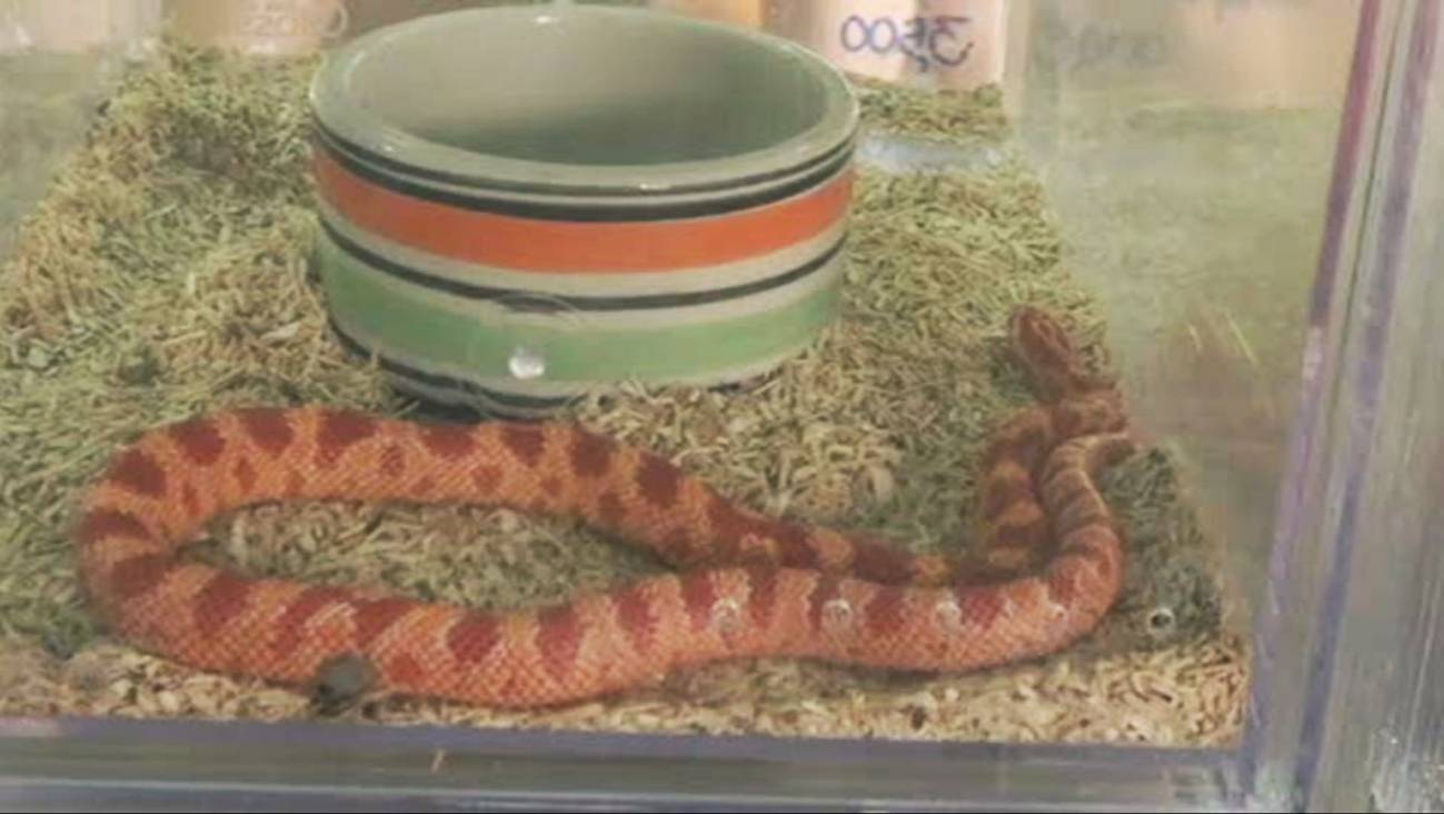 Mascotas exóticas, símbolo de opulencia en el Sudeste Asiático 