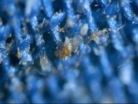 Presentan un vídeo sobre la microbiodiversidad