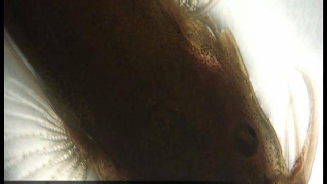 Primer documento visual de la migración del chipi chipi en río de Bolivia.