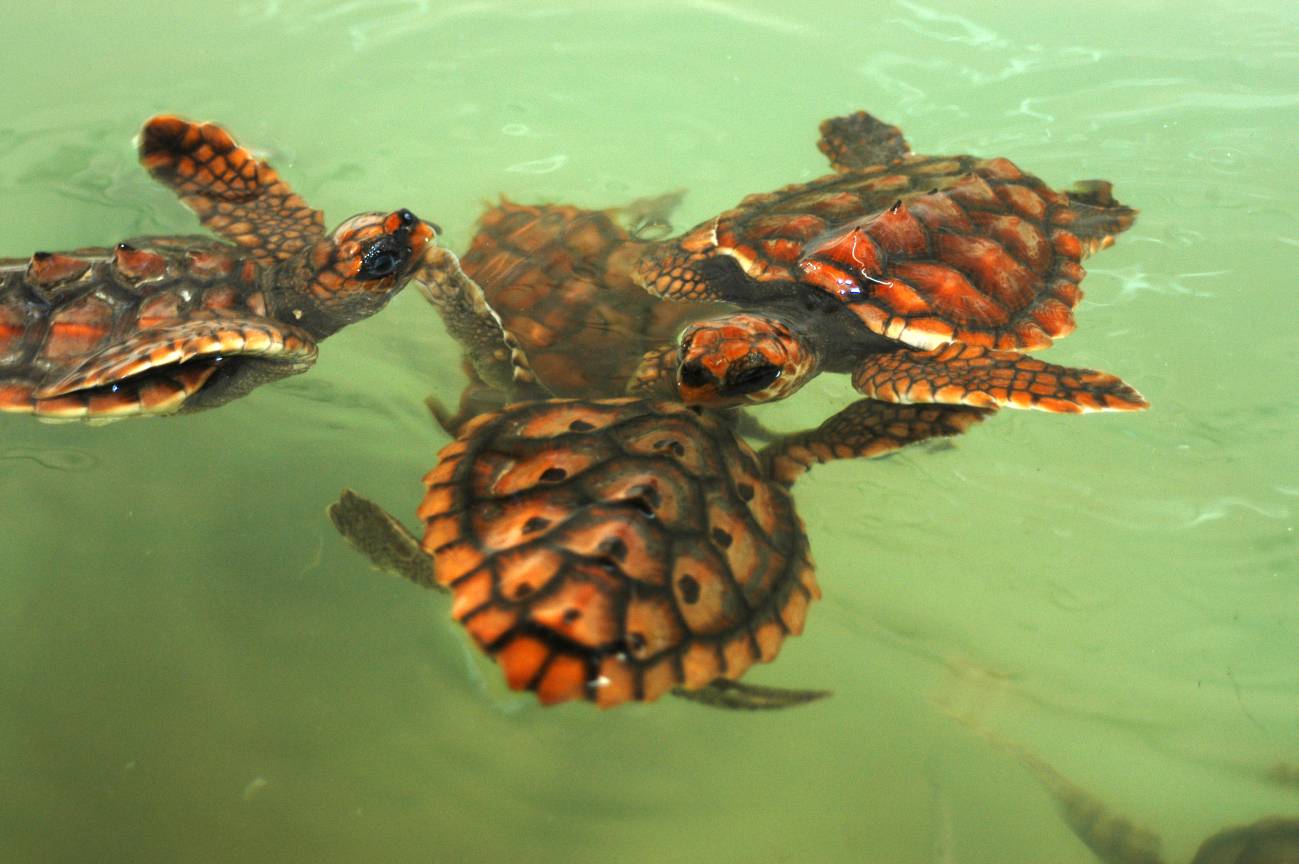 Trtugas bobas "caretta caretta"