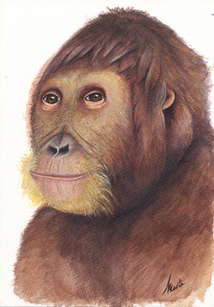 Reconstrucción del nuevo género de homínido "Anoiapithecus brevirostris", conocido por Lluc