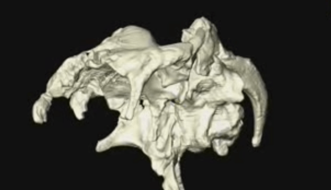 Reconstruyen en tres dimensiones el encéfalo de un dinosaurio