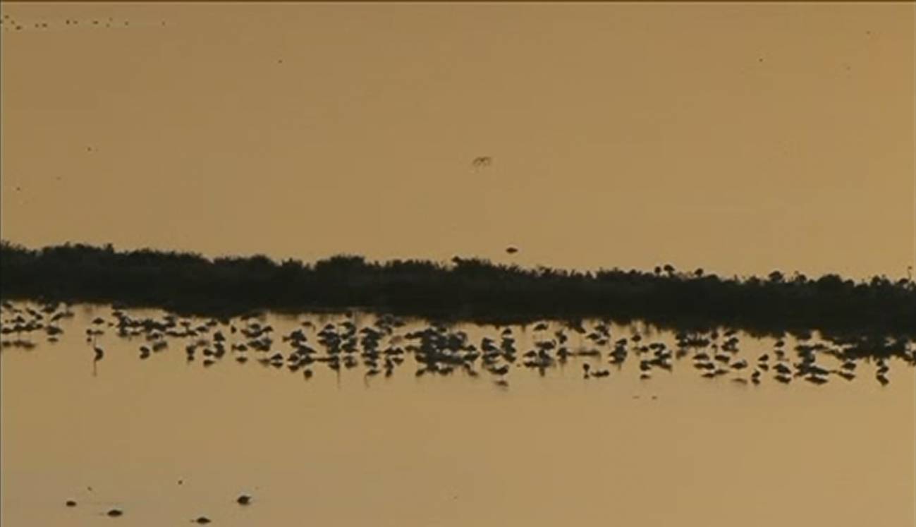 Récord histórico de flamencos en Fuentedepiedra