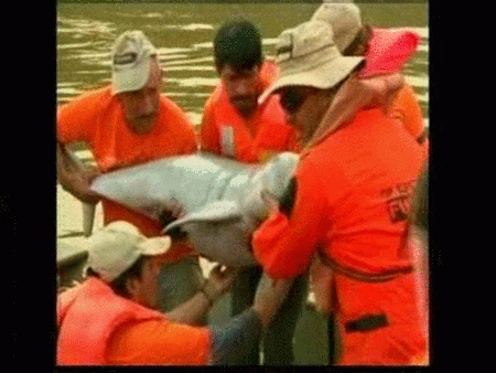 Rescatan a dos delfines de agua dulce que quedaron atrapados en un río