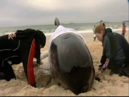 Rescatan a varias ballenas varadas en una playa de Nueva Zelanda