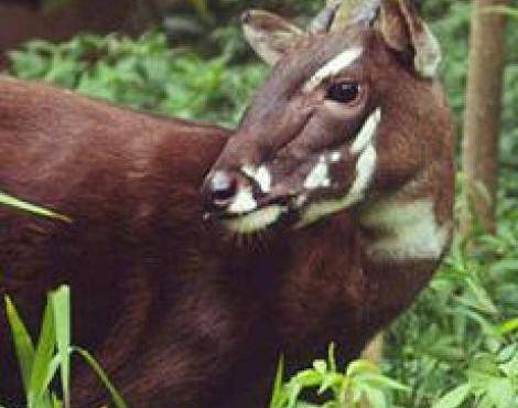 Se cumplen dos décadas del descubrimiento del misterioso saola 