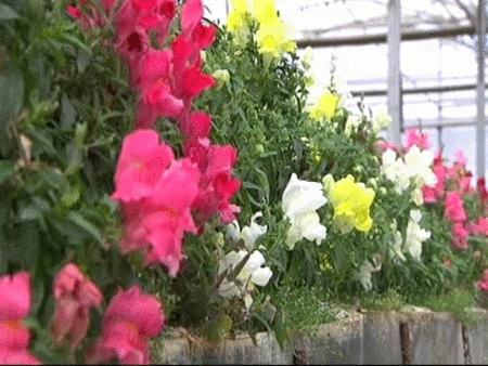 ¿Se pueden comer las flores?