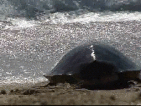 Seis tortugas pasean en libertad por la playa de Premià de Mar