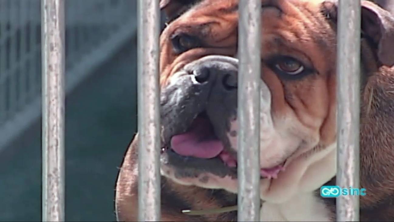 Si su perro es agresivo, a lo mejor le duele algo