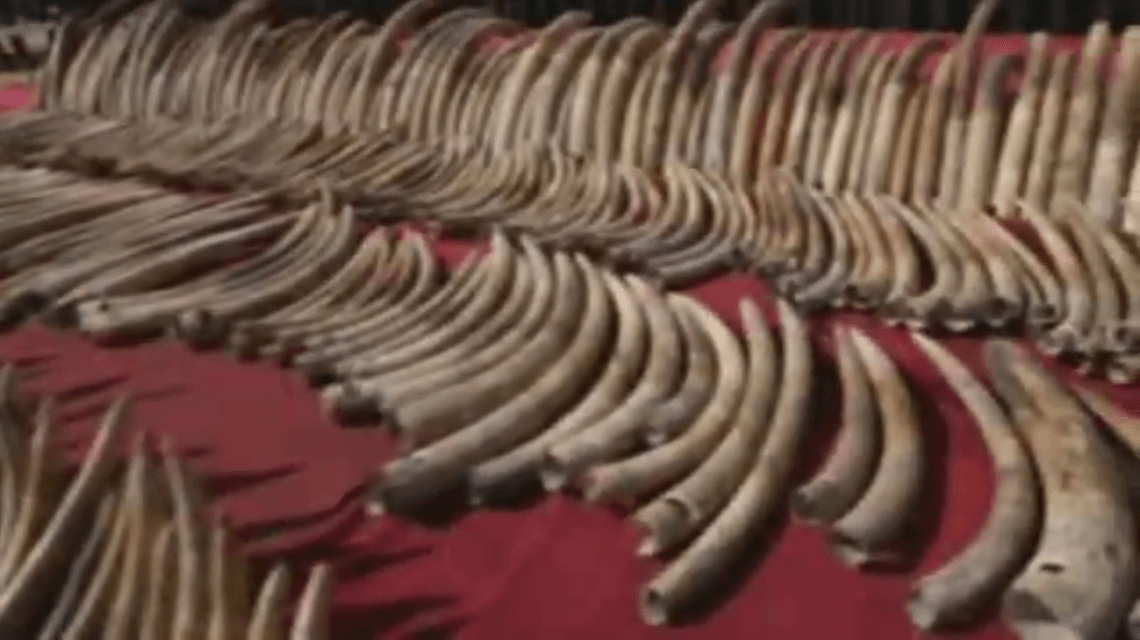 Sri Lanka destruyen más de 300 colmillos de elefante