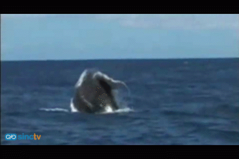 Tahití recibe a las ballenas jorobadas