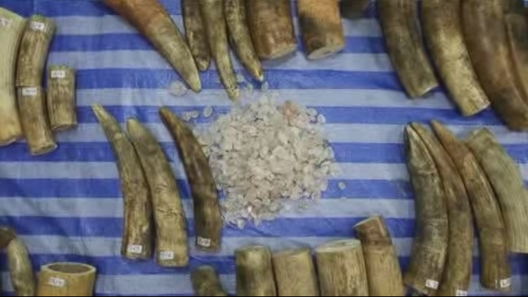 marfil procedente de Mozambique