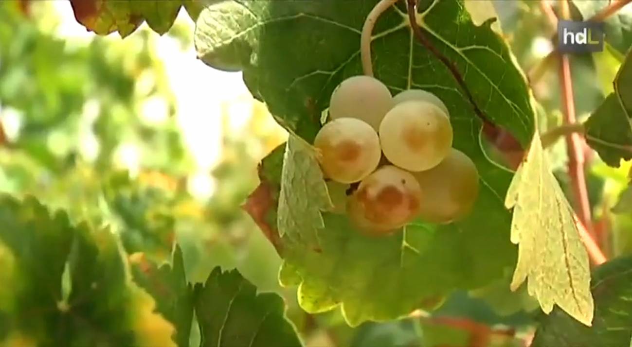 Mejor vino con el análisis en 3D de las semillas de uva 