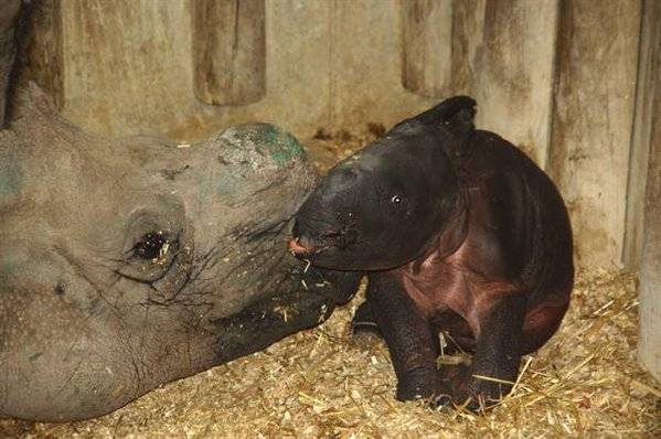 Terra Natura Benidorm presenta al primer rinoceronte indio que ha nacido en cautividad en España