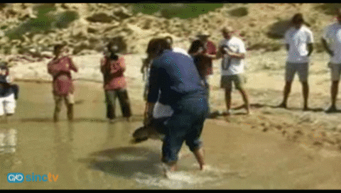 Tres tortugas curadas vuelven a su hogar en aguas baleares