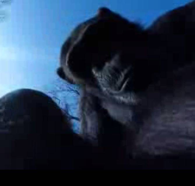 Tushi, la chimpancé, contra el dron "espía"