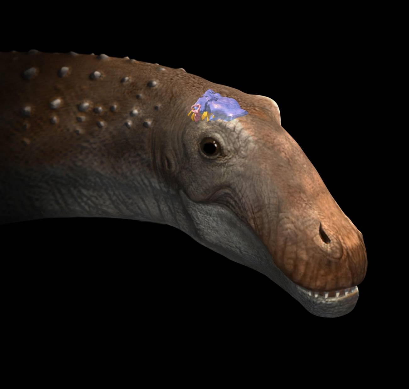 Un ampelosaurus conquense