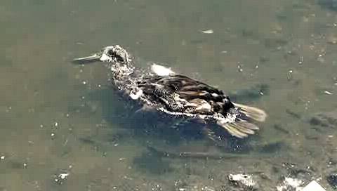 Se han hayado ejemplares de aves muertas en la laguna de Navaseca (Daimiel)
