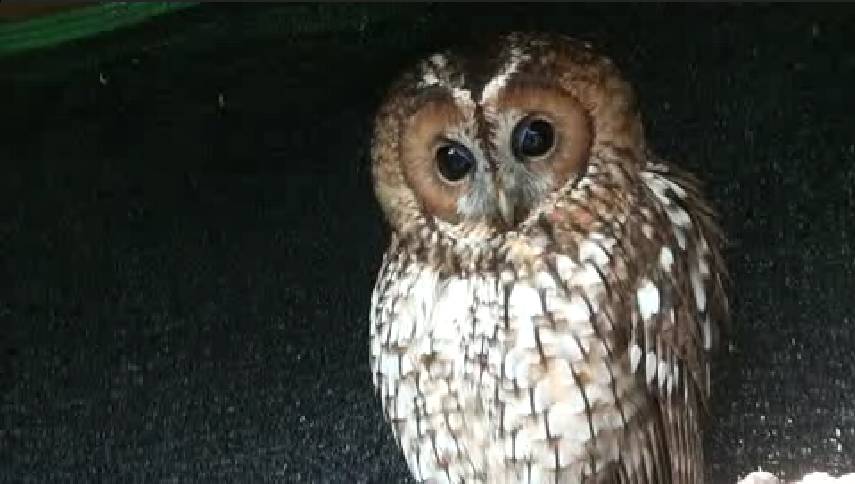 Las rapaces nocturnas enfermas se recuperan con energía solar
