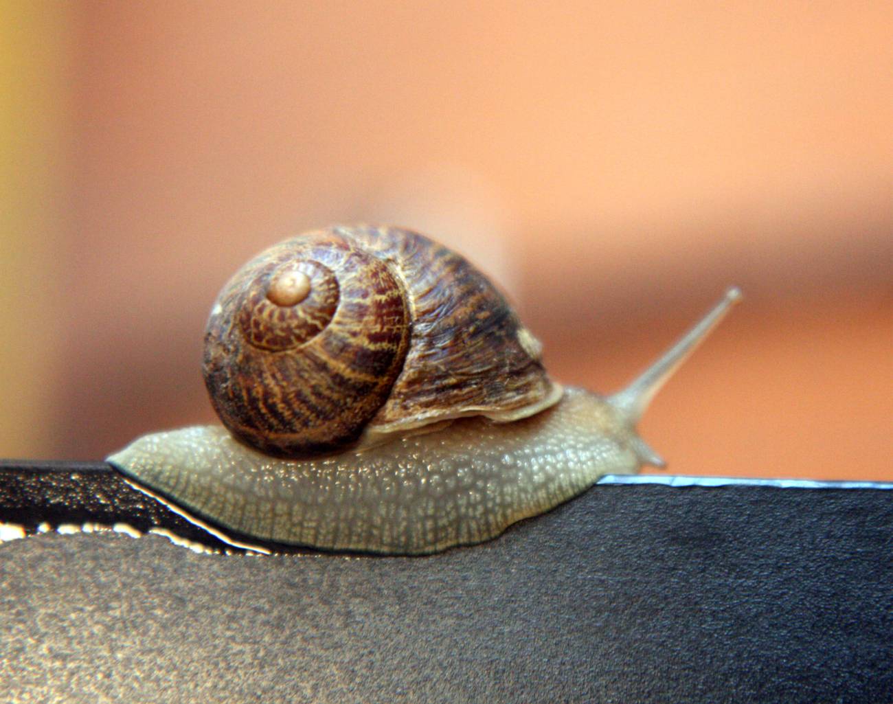 movimiento caracoles
