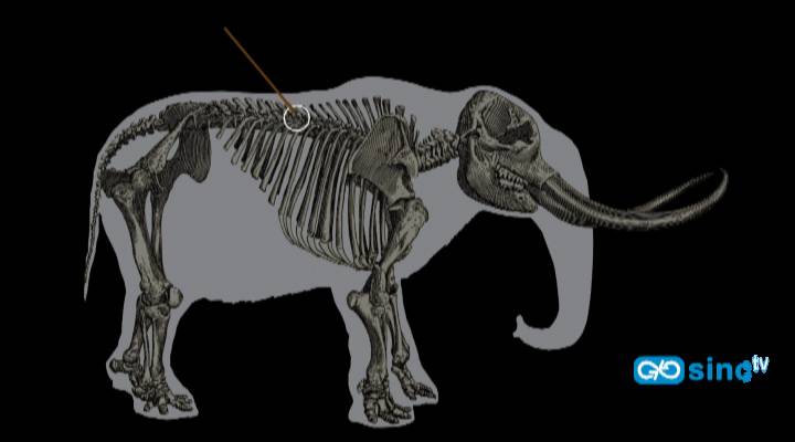 Estudio revela que había cazadores en Norteamérica antes de la cultura Clovis