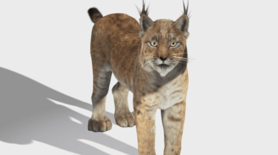 Un lince de hace 1,6 millones de años