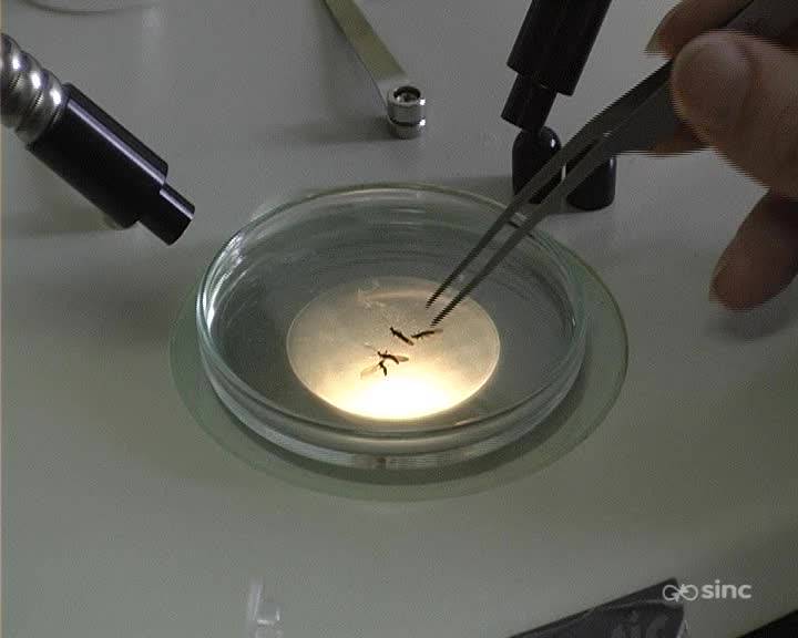 Un nuevo insecto esperaba en las Islas Baleares