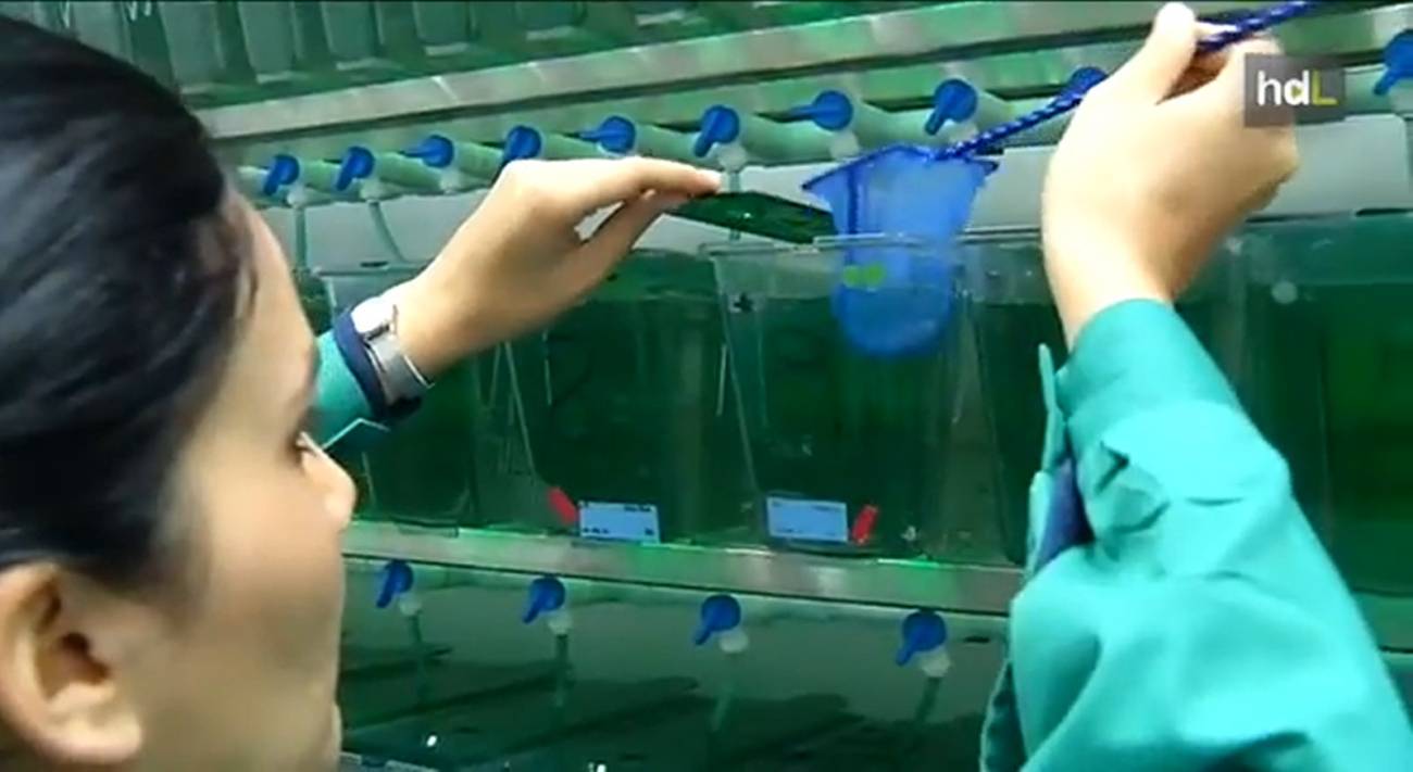 Un nuevo sistema frena un efecto secundario de los antibióticos