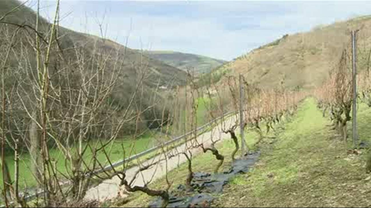 Recuperan la viticultura de montaña en Asturias