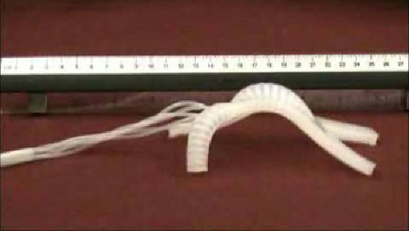 Los robots del futuro serán blandos y se moverán como los calamares