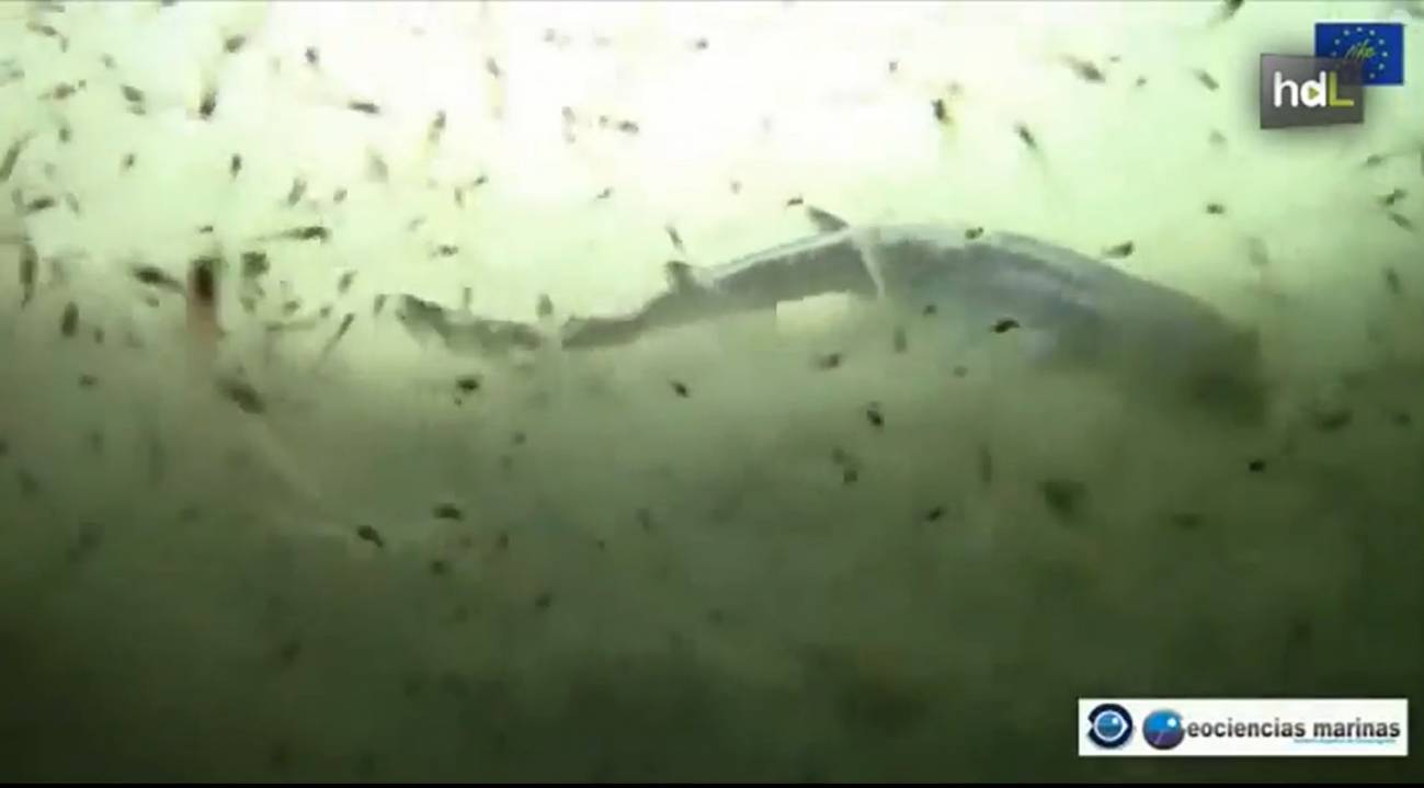 Un robot submarino encuentra la mayor biodiversidad de especies en las profundidades del Golfo de Cádiz 