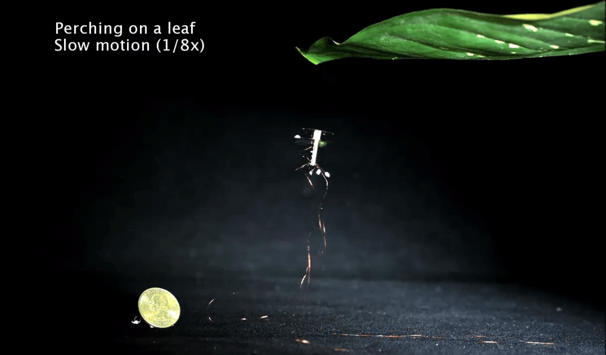 Este nuevo robot puede posarse sobre una hoja natural sin rebotar