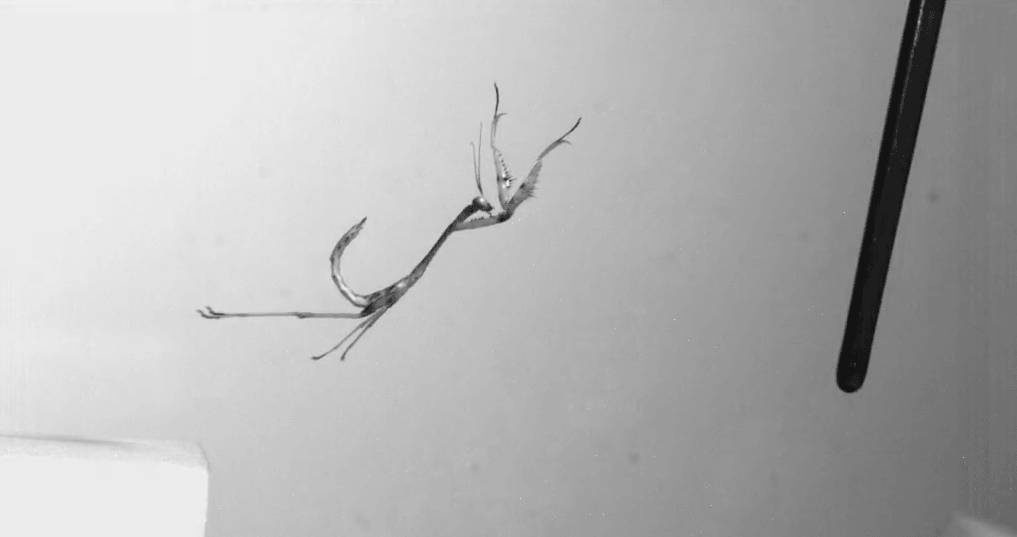Salto de mantis