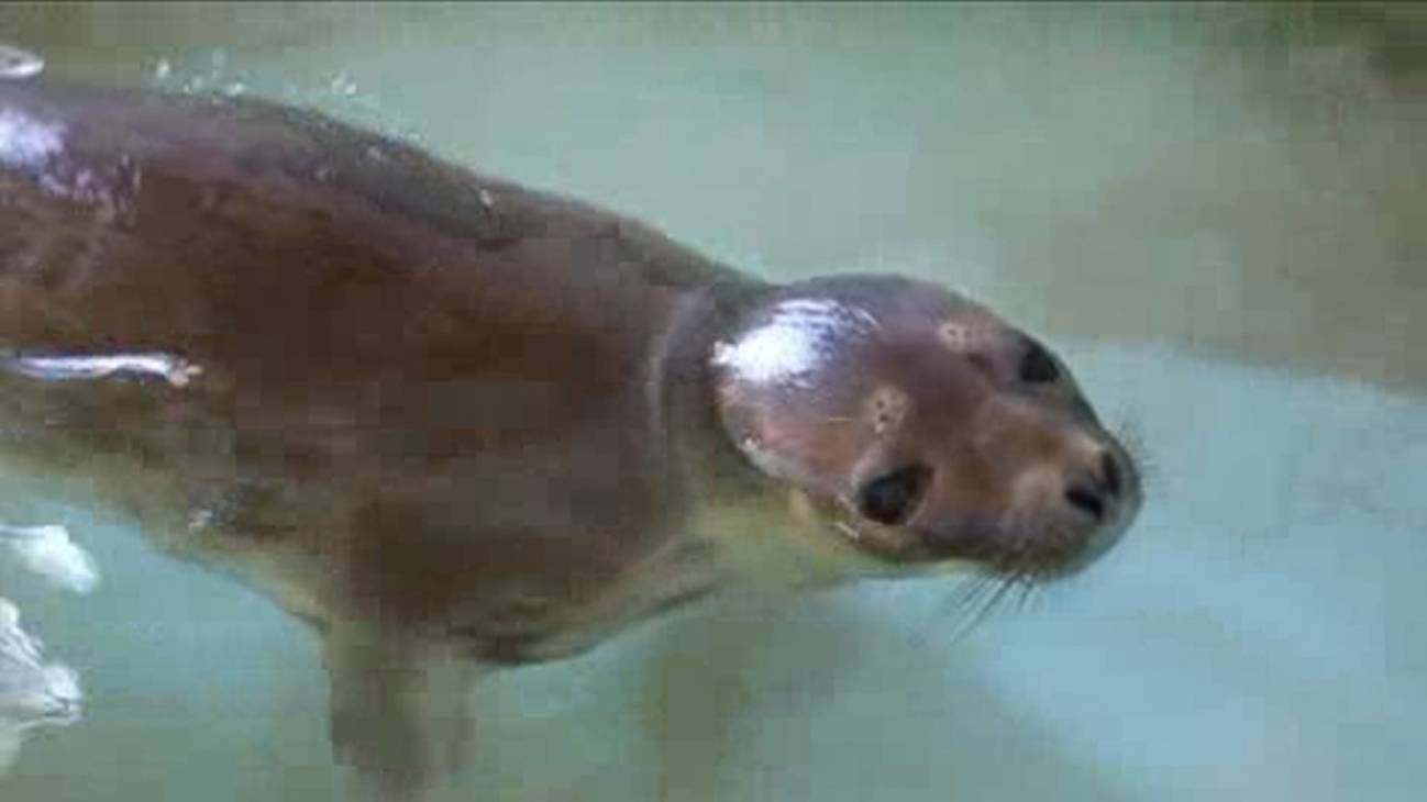 Una foca ártica en la Costa del Sol 