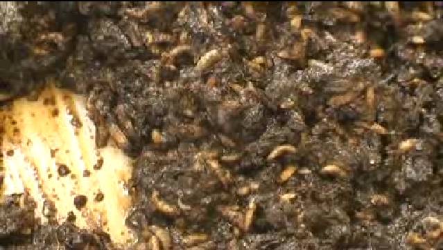 Una 'granja' de insectos para acelerar la degradación de residuos
