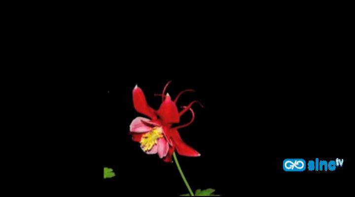 Una investigación explica la gran diversidad de las plantas del género Aquilegia