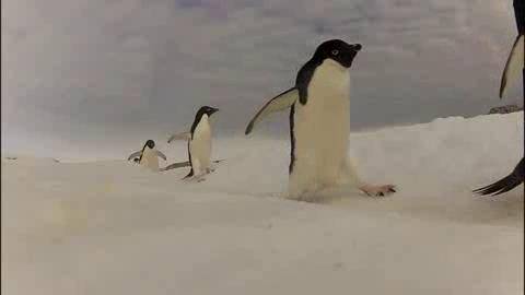  Los pingüinos Adelaida miden unos 76 centímetros y pesan 4 kilos.