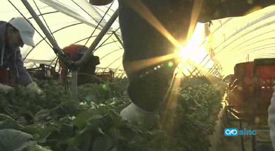 Una mosca invasora asiática se apodera de las frutas españolas