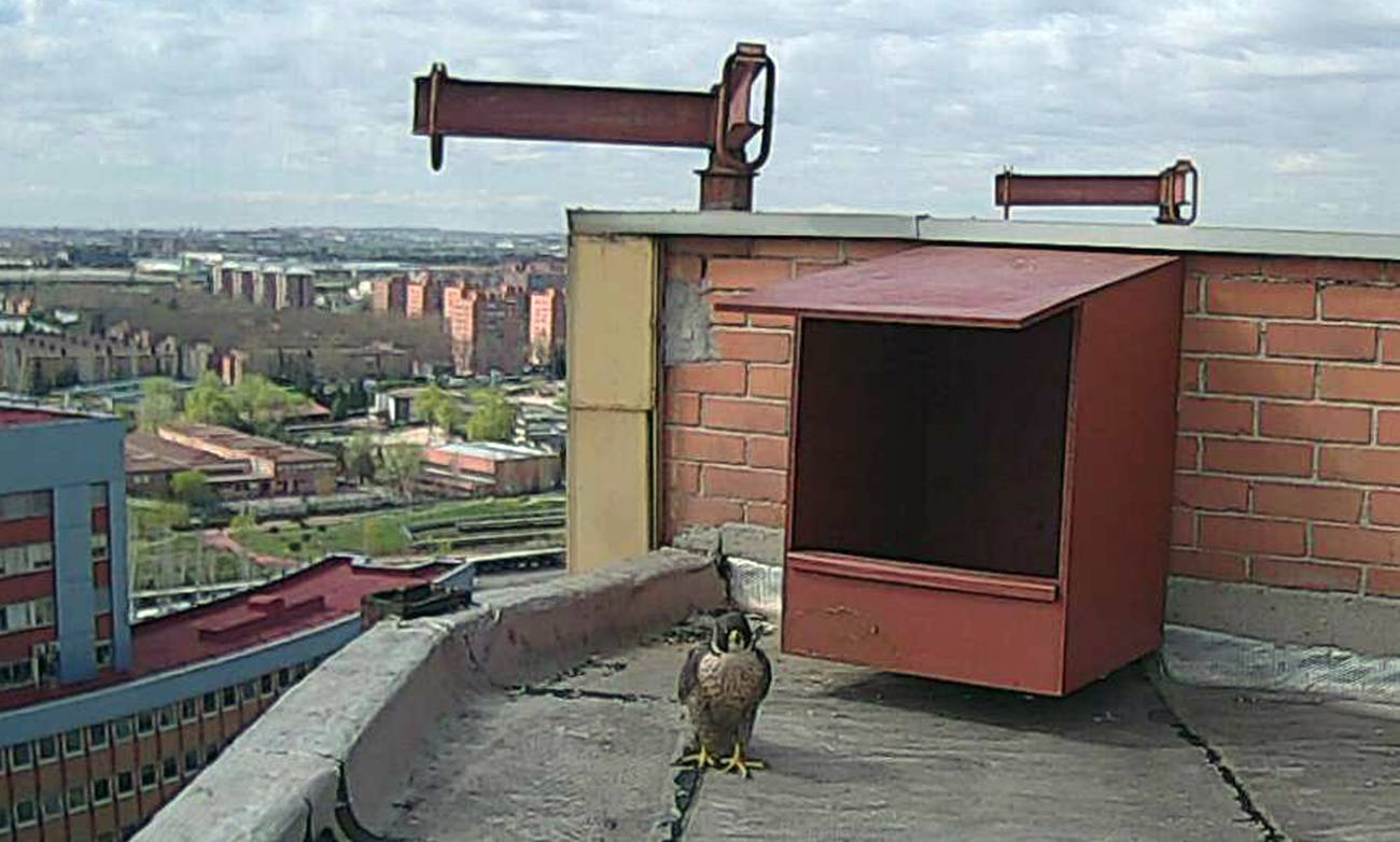 Halcones en el Hospital 12 de Octubre